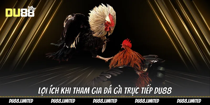Đá Gà Đòn Trực Tiếp Tại Du88 Trải Nghiệm Đỉnh Cao Cá Cược Lợi ích khi tham gia đá gà trực tiếp Du88